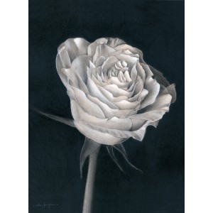 Rose Rose