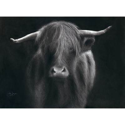 Highland Cow Highland Cow