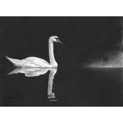 Swan Reflections